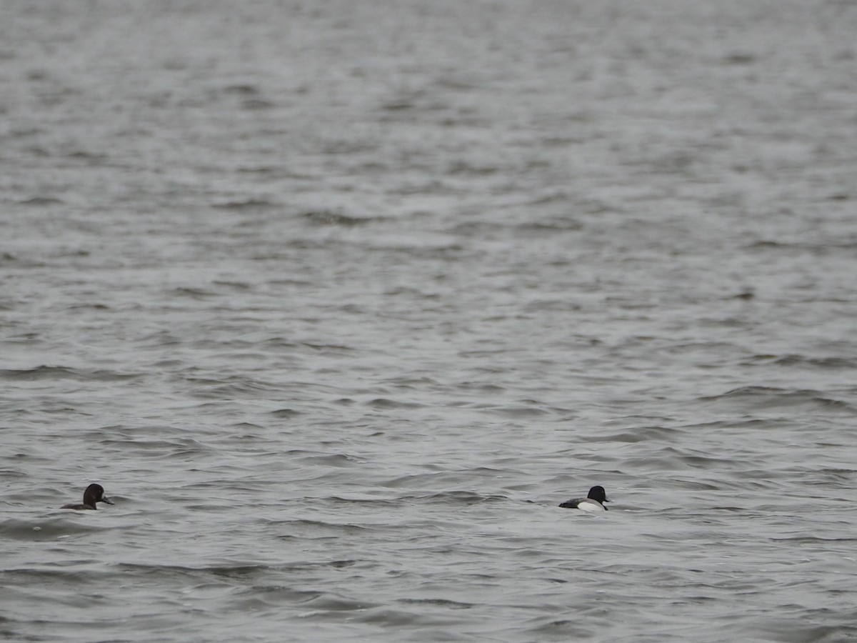 Lesser Scaup - John Hiebert