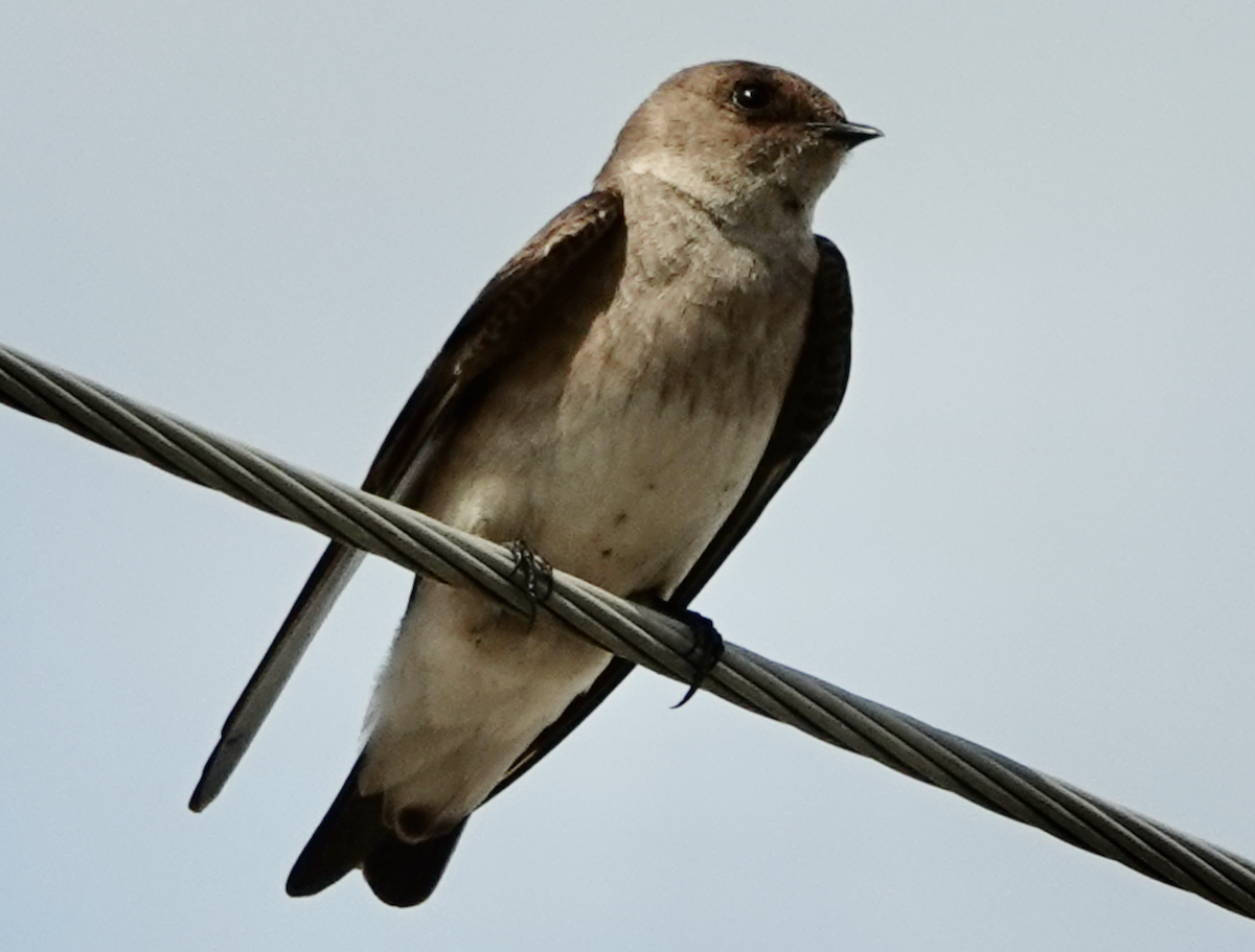 Northern Rough-winged Swallow - ML618109322