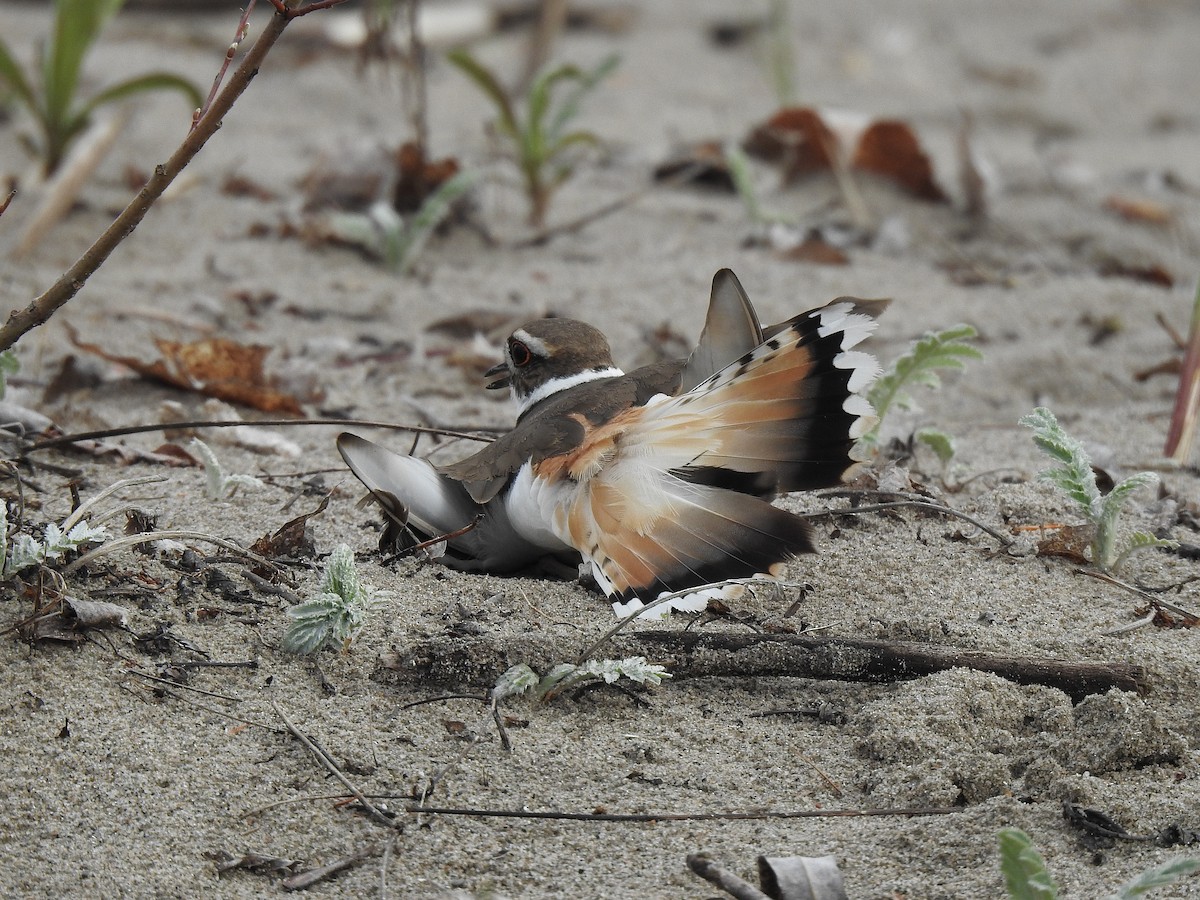 Killdeer - ML618109327