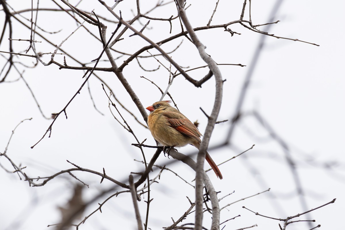 Cardinal rouge - ML618109364