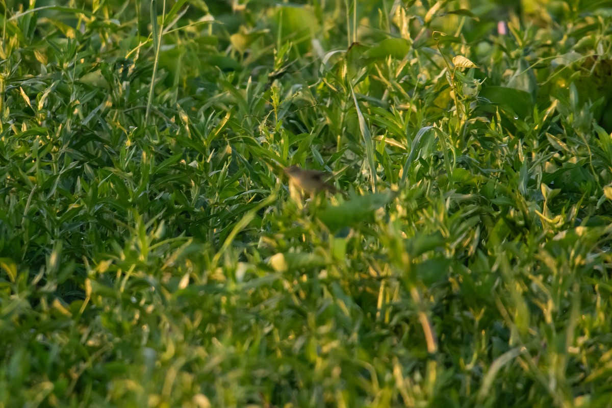 Pallas's Grasshopper Warbler - ML618109379