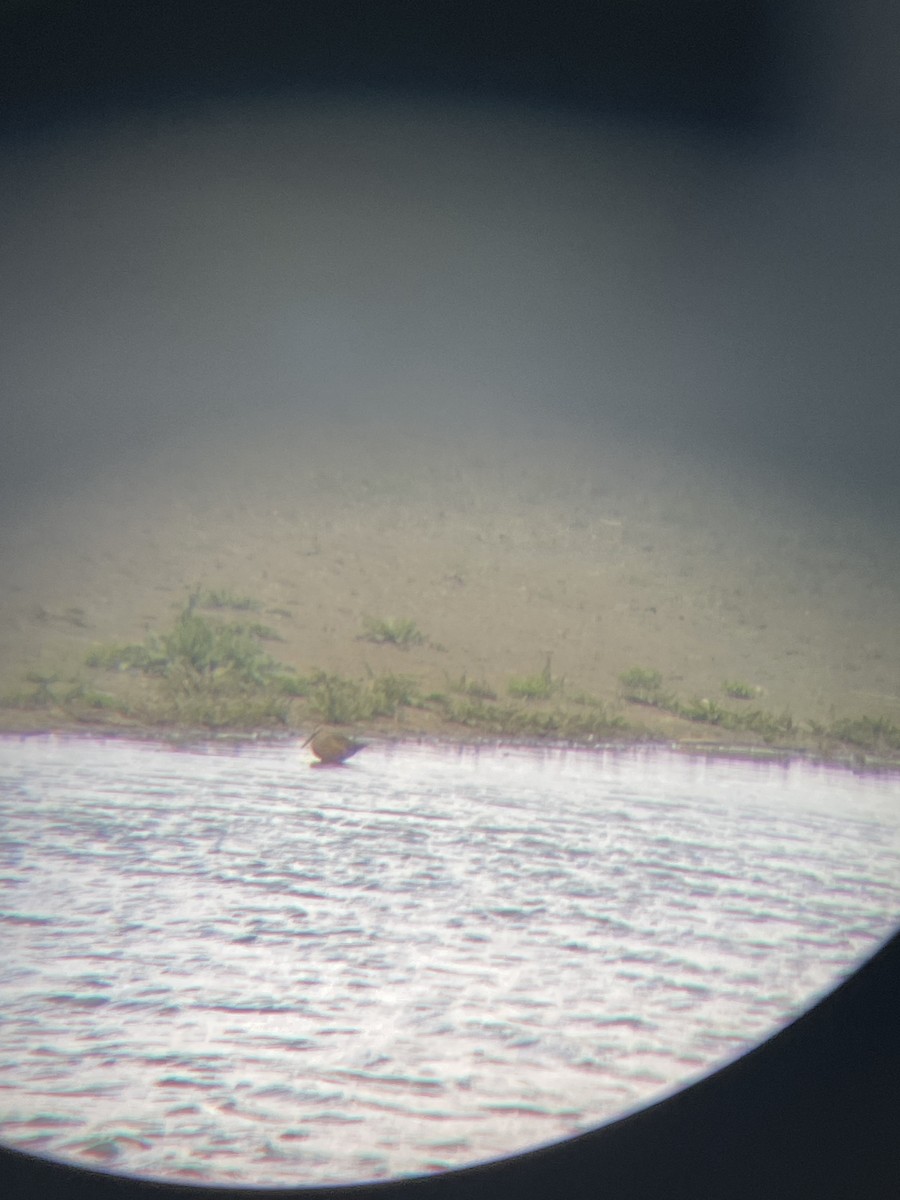 Long-billed Dowitcher - Kitawna Hoover