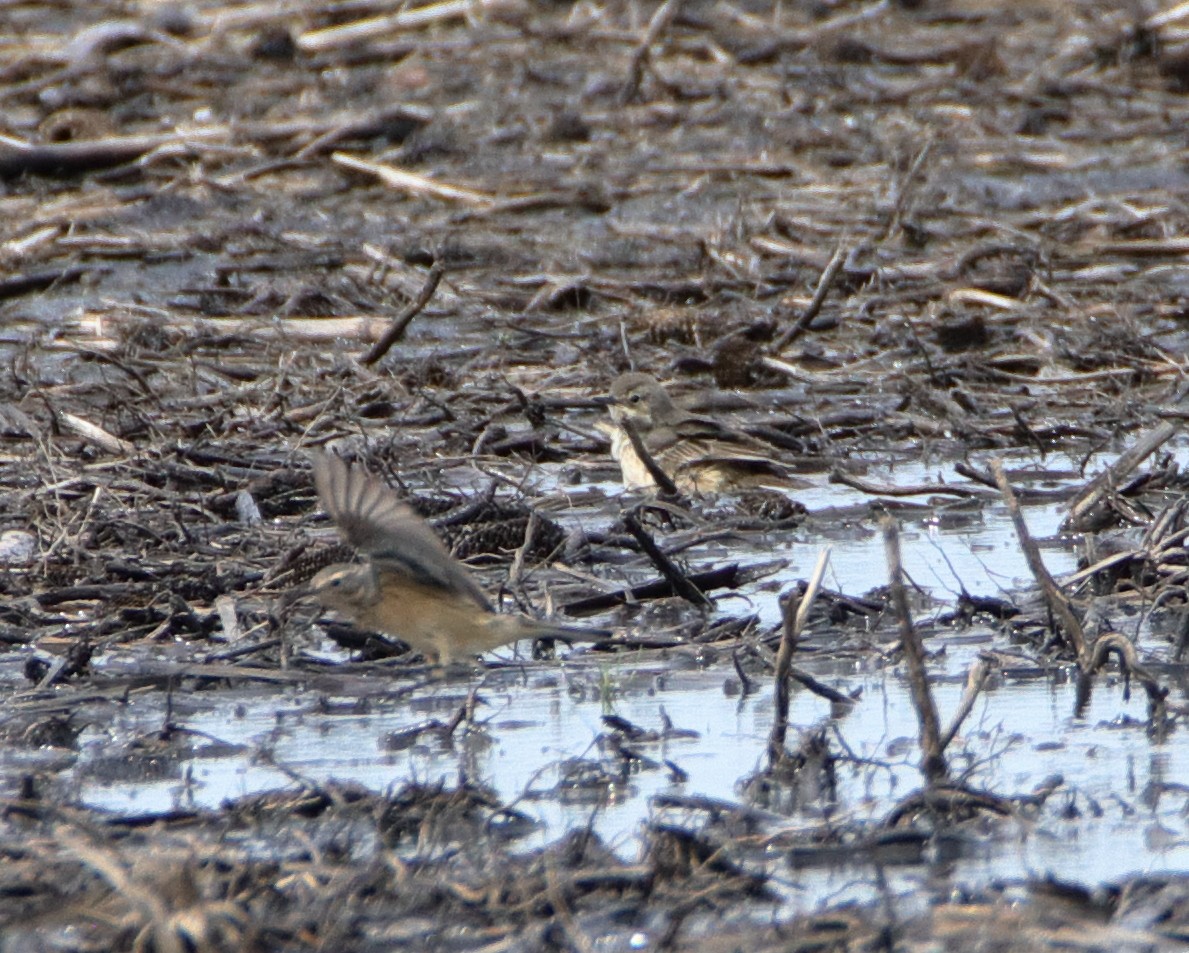 American Pipit - Susan Zelek