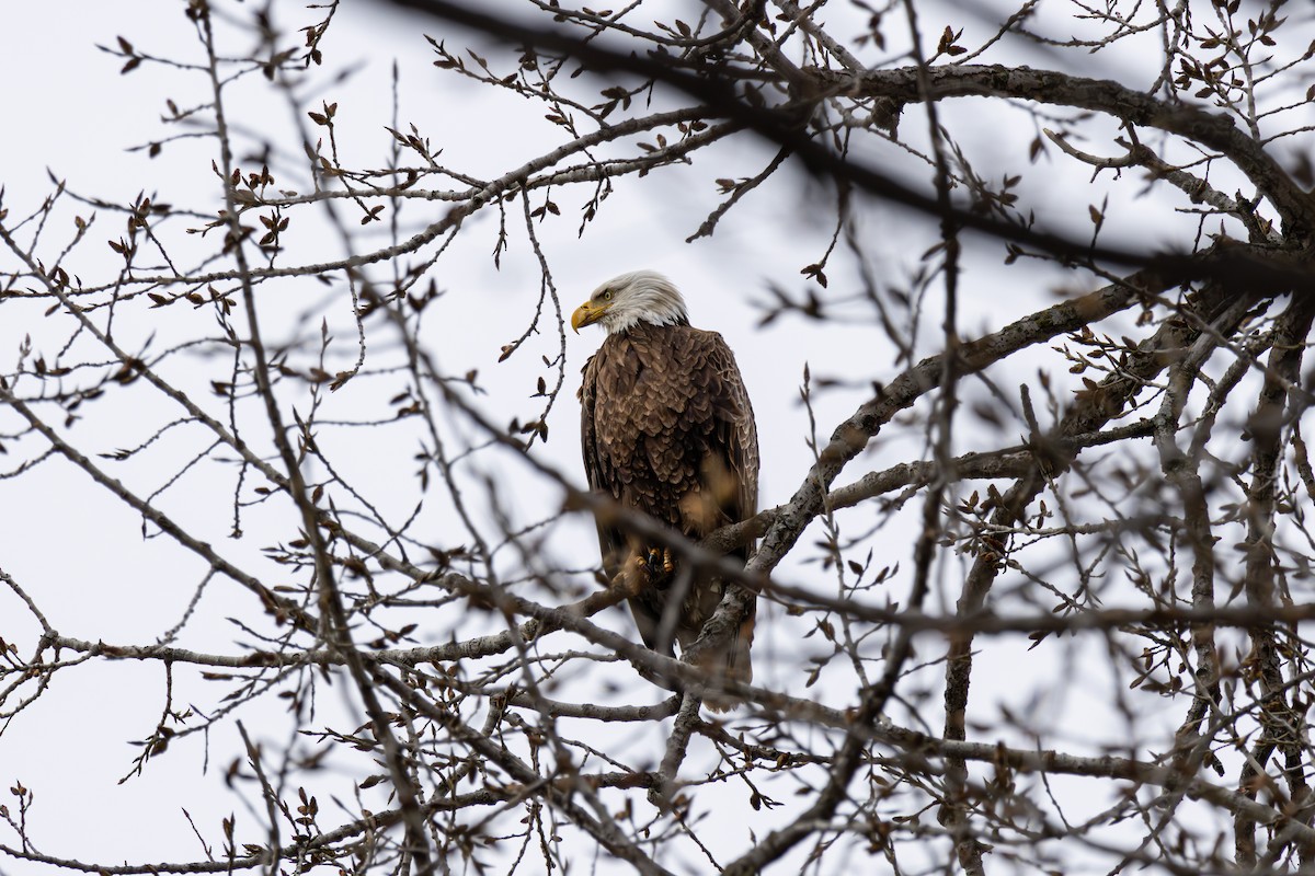 Bald Eagle - ML618109425