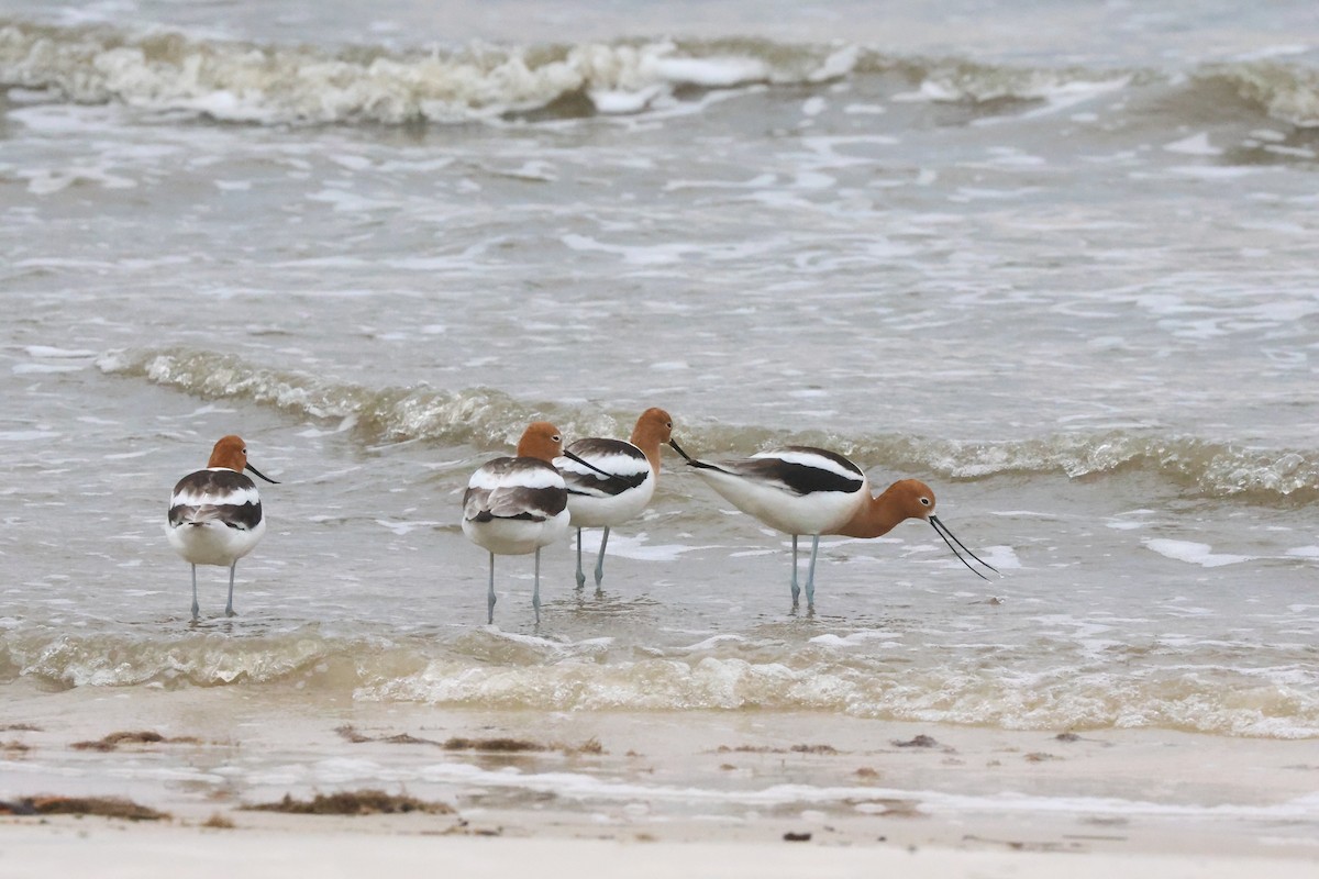 American Avocet - ML618109427