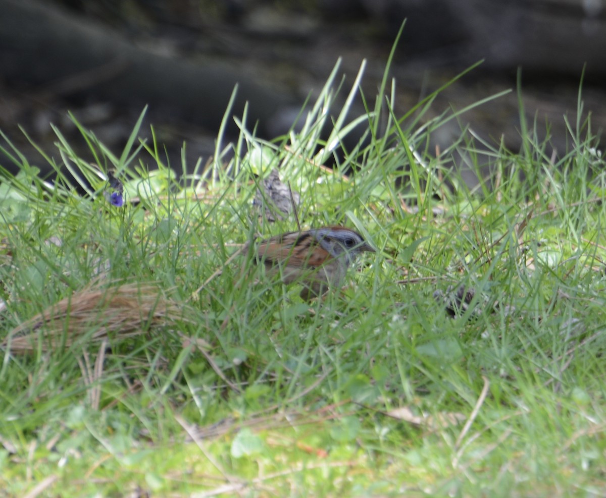 Chipping Sparrow - ML618109442