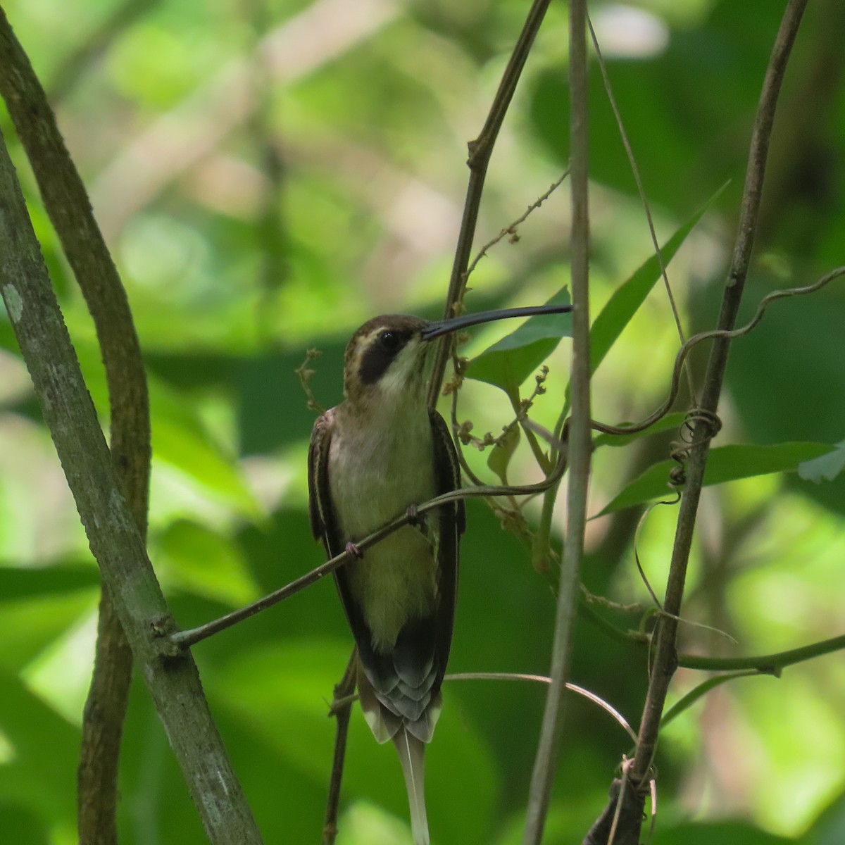 Pale-bellied Hermit - ML618109444