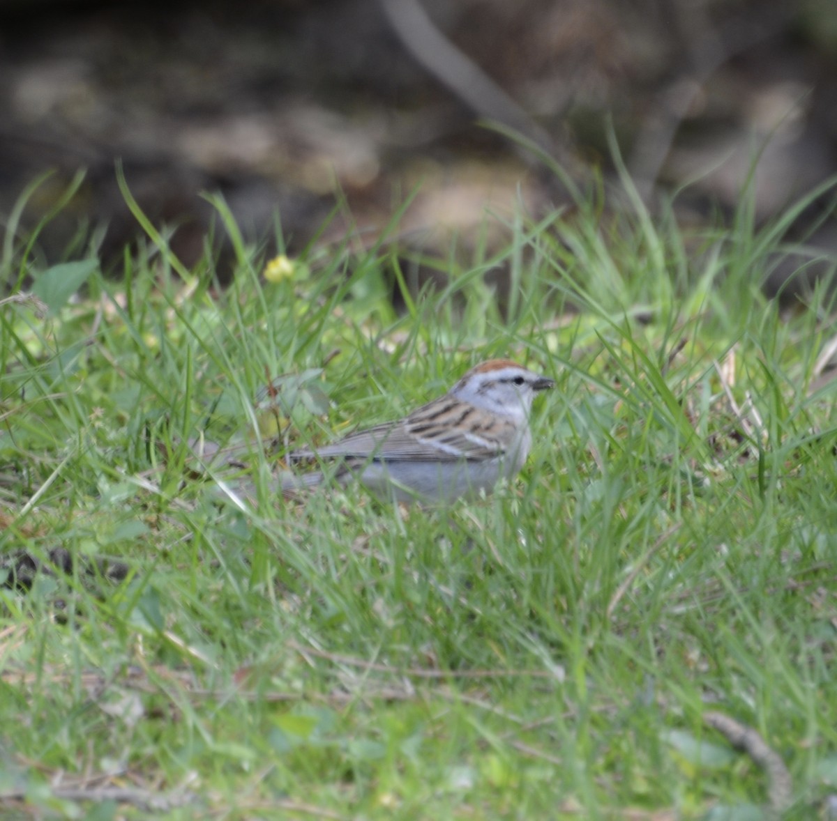 Chipping Sparrow - ML618109498