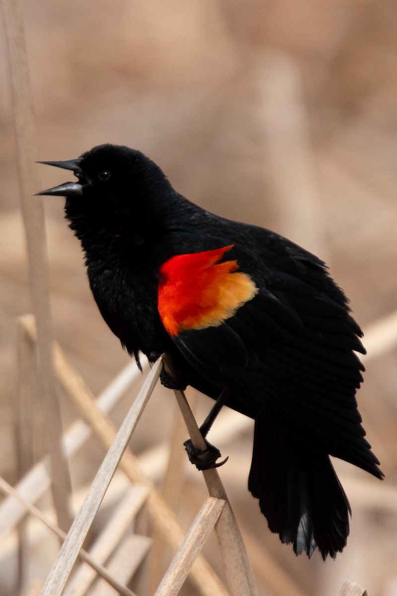 Red-winged Blackbird - Rebecca Seago