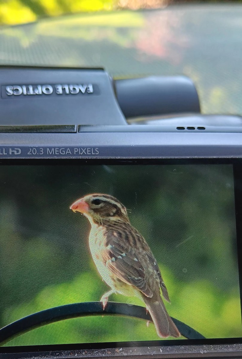 Rose-breasted Grosbeak - ML618109534