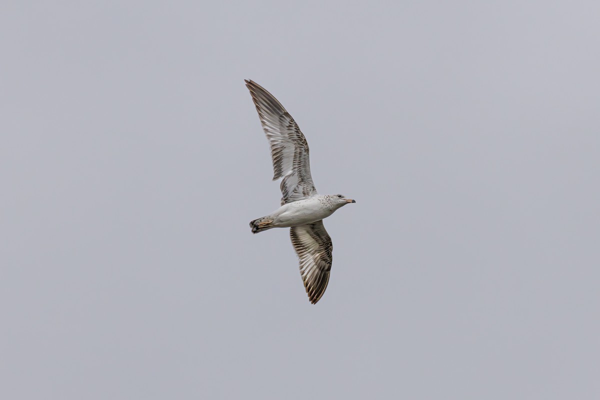 Herring Gull - ML618109581