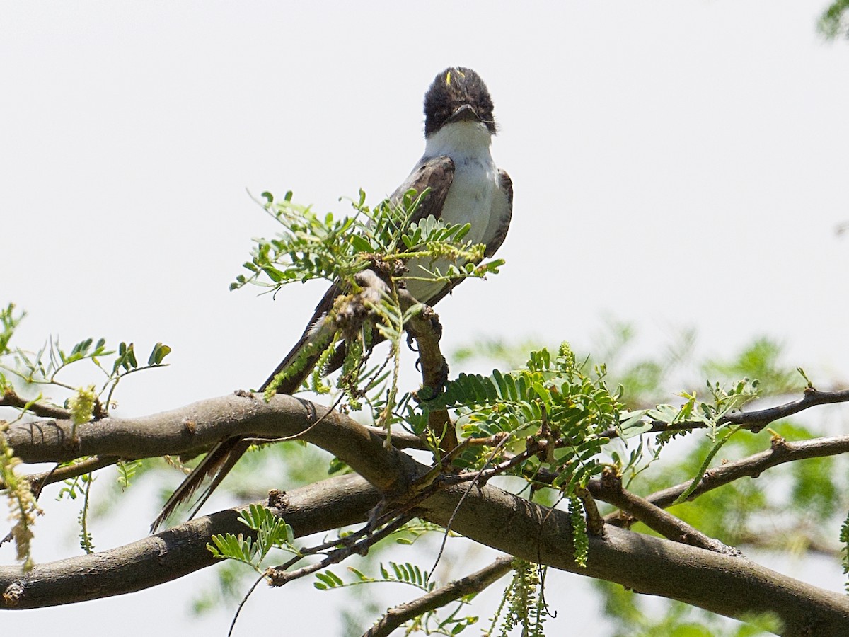 Fork-tailed Flycatcher - Michael Tromp