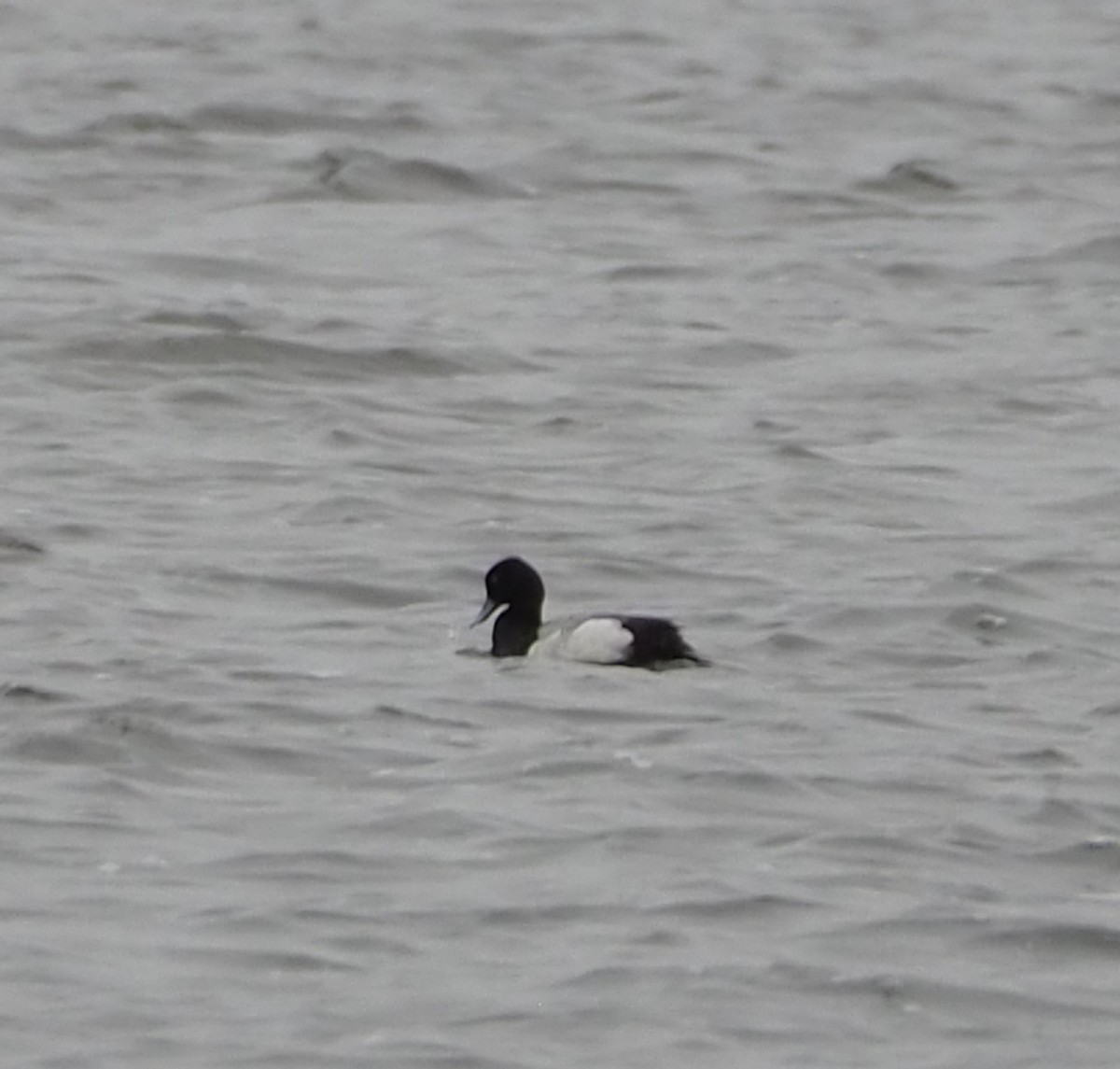 Lesser Scaup - John Hiebert