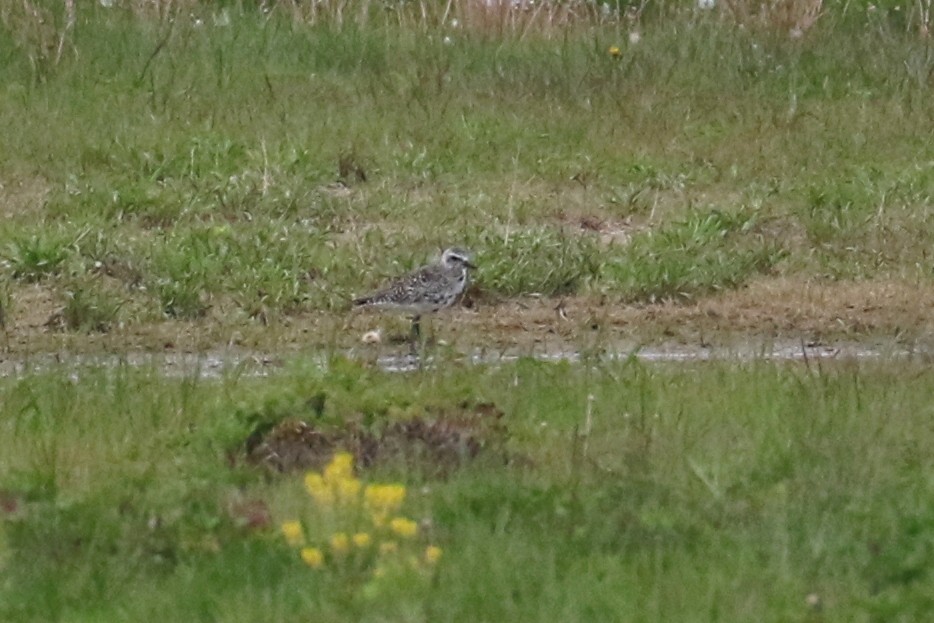 Black-bellied Plover - ML618109641