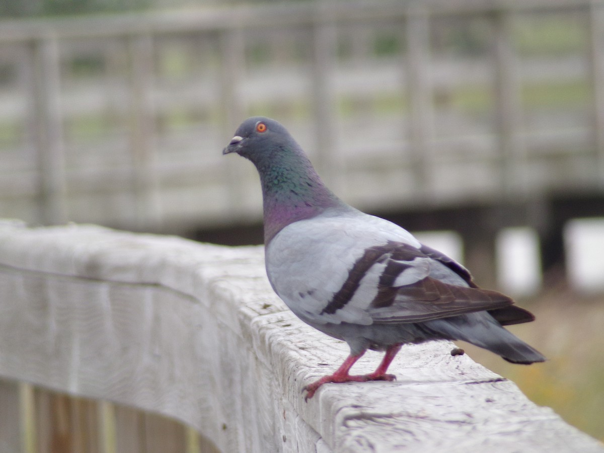 Rock Pigeon (Feral Pigeon) - Texas Bird Family