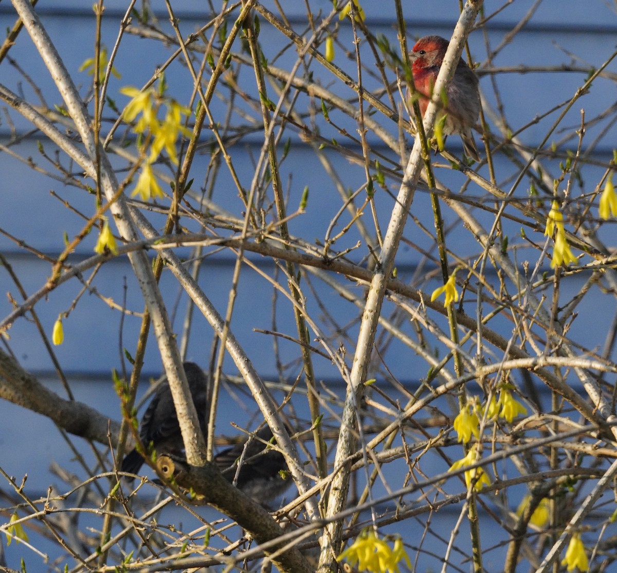 House Finch - Amy Swarr