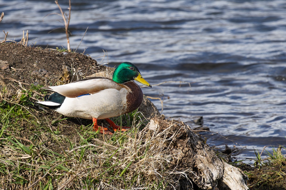 Canard colvert ou C. noir - ML618109681