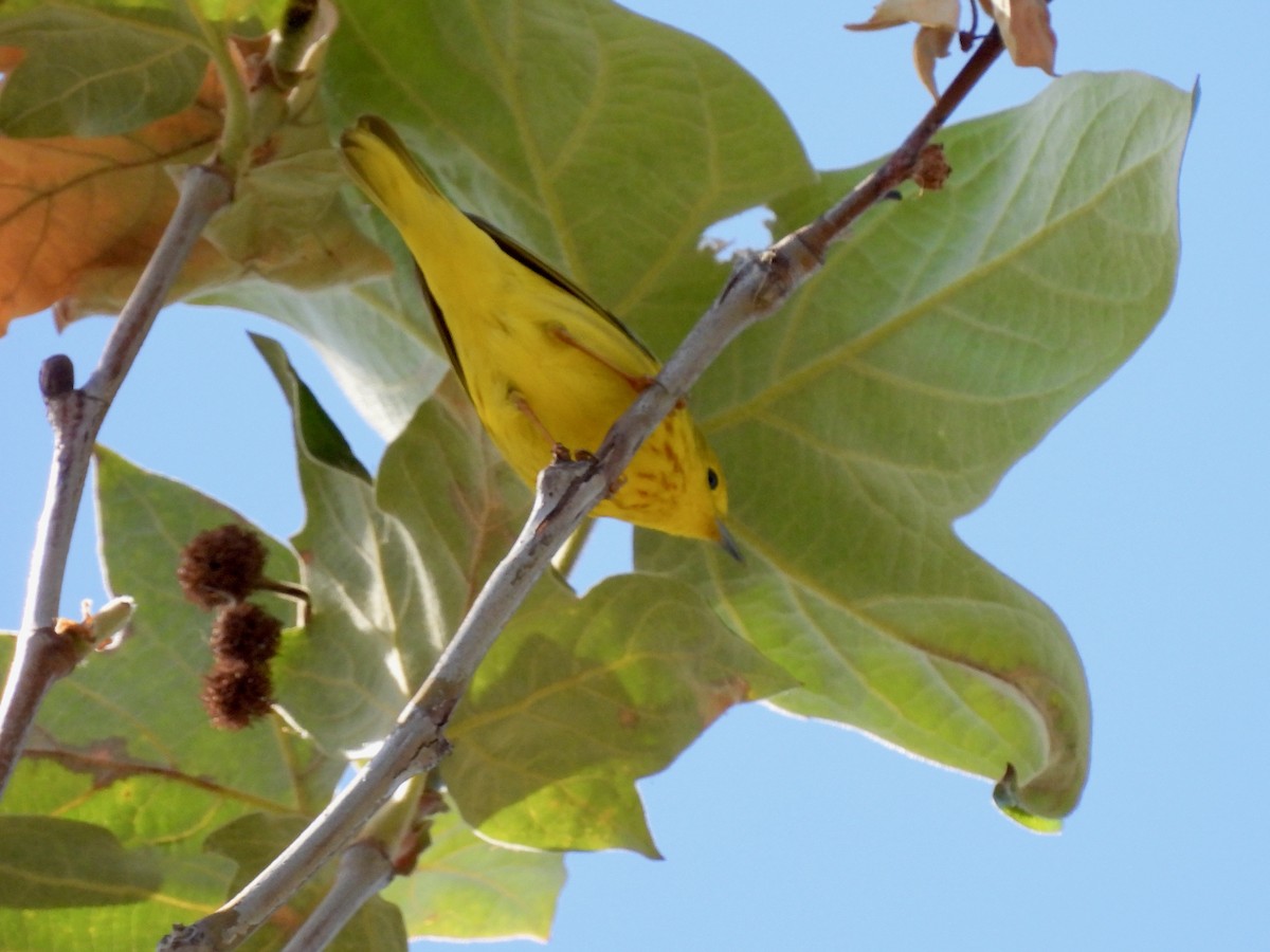 Yellow Warbler - Martha Wild