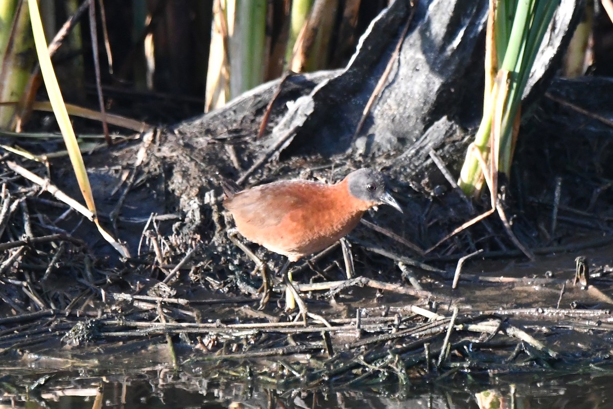 Ruddy Crake - ML618109724