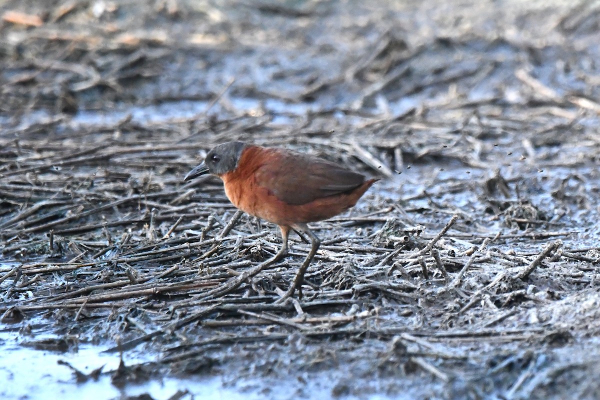 Ruddy Crake - ML618109727