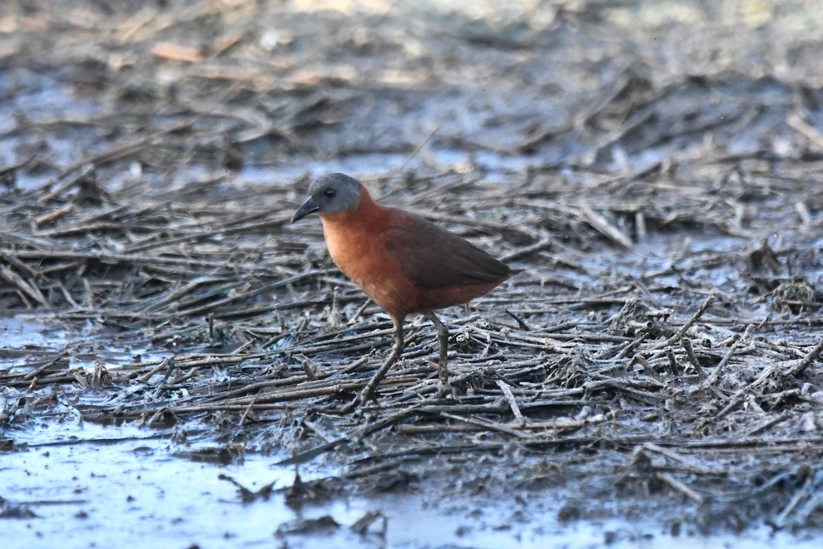 ズグロコビトクイナ - ML618109728