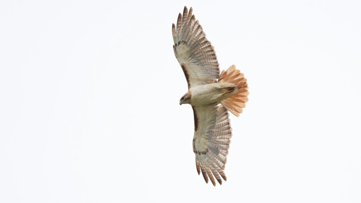 Red-tailed Hawk - Brent Cox