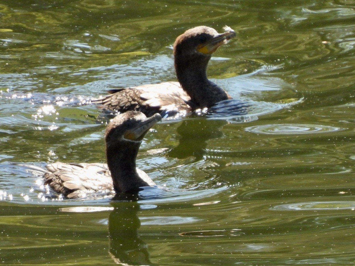 Neotropic Cormorant - Martha Wild