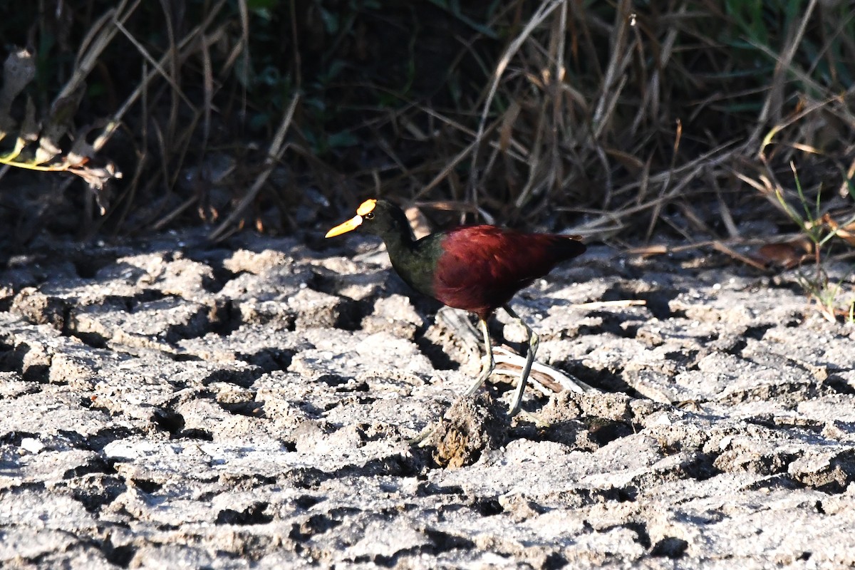 Northern Jacana - ML618109751