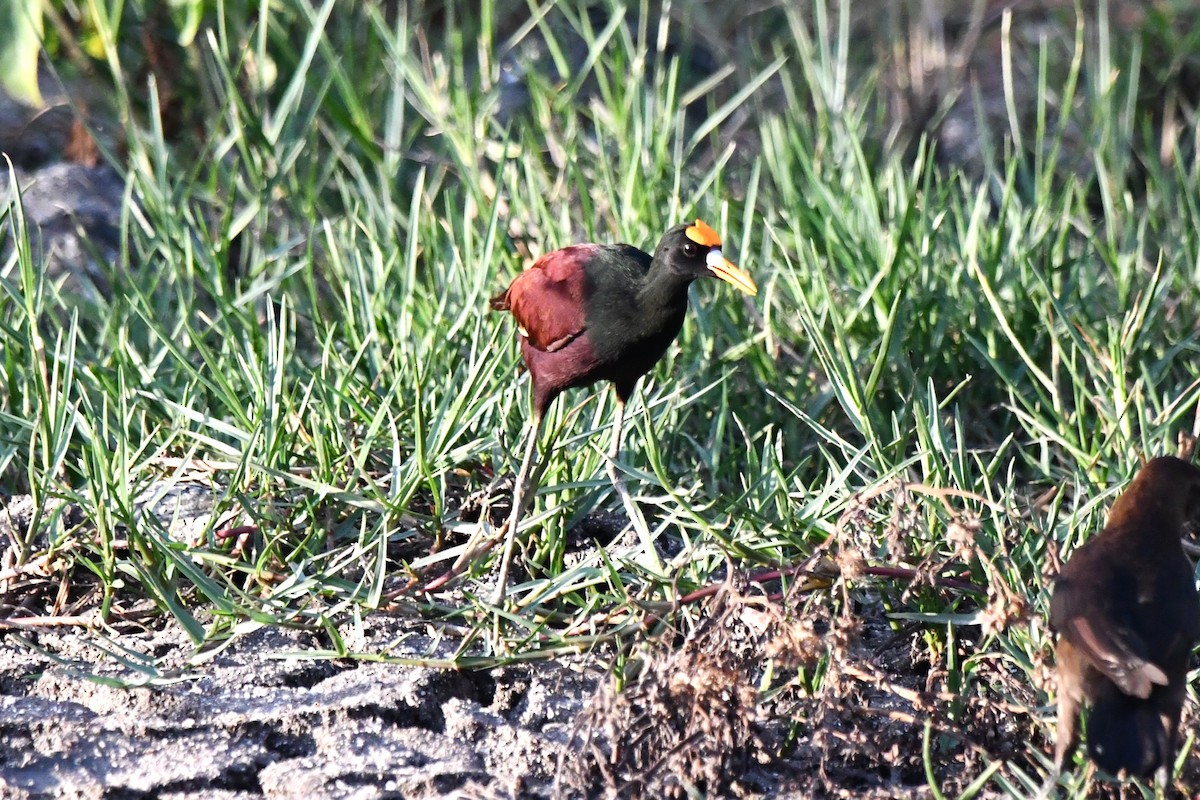 Northern Jacana - ML618109752