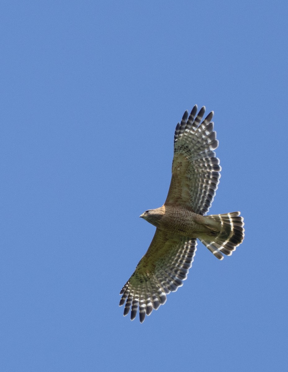 Red-shouldered Hawk - ML618109782