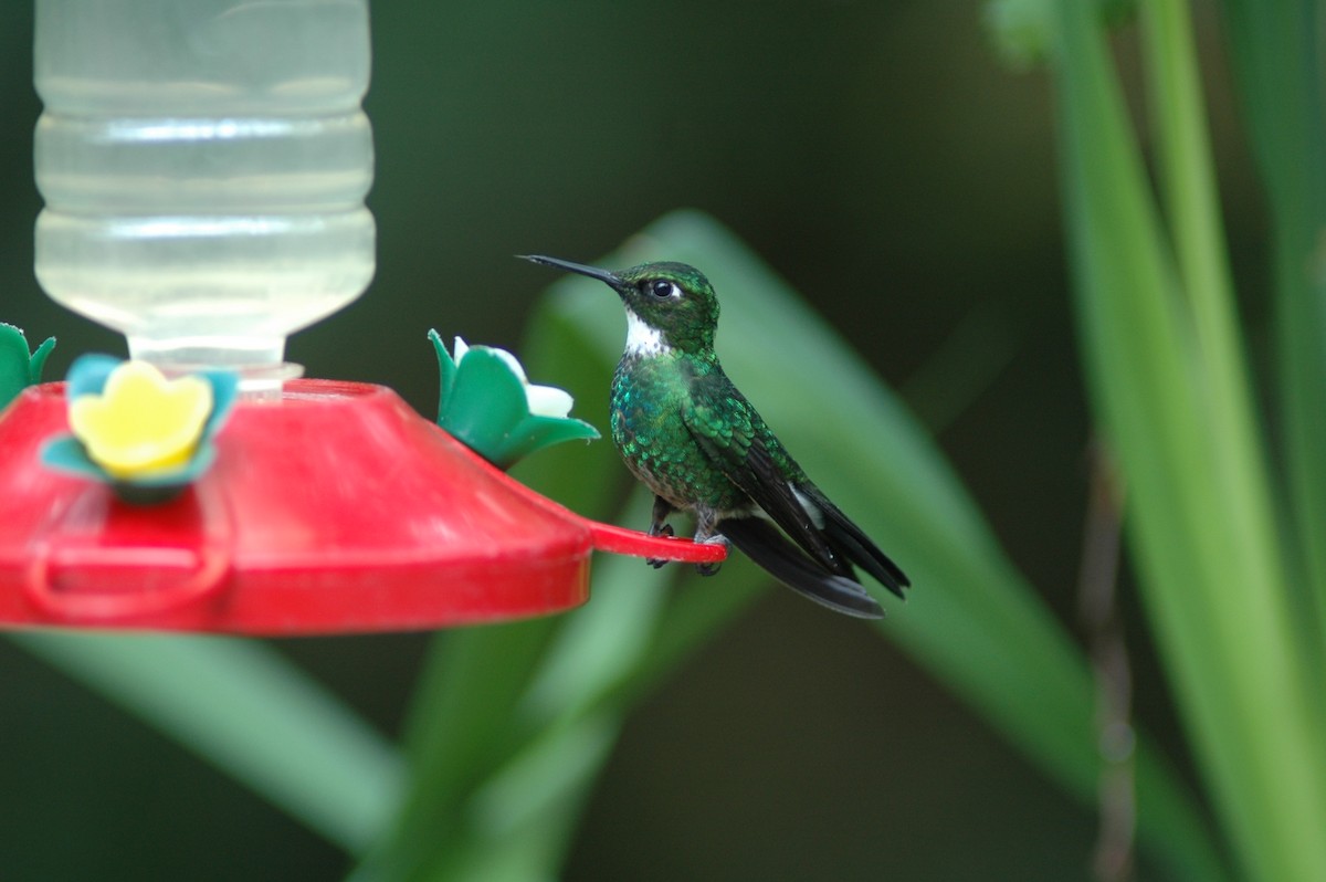 Tourmaline Sunangel - Francisco Sornoza