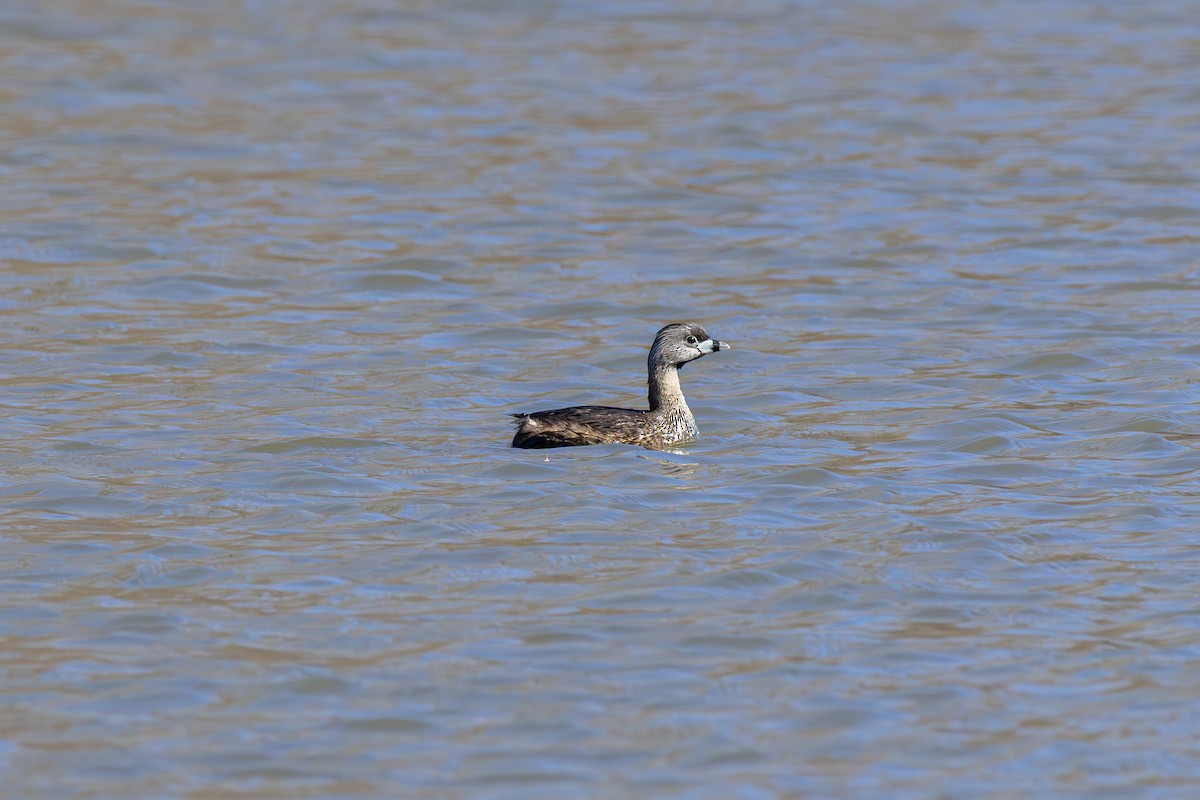 Pied-billed Grebe - Phat Ngo