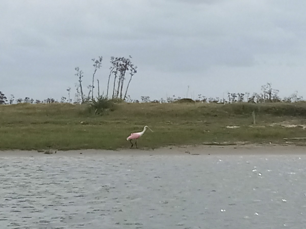 Roseate Spoonbill - Helen Pratt