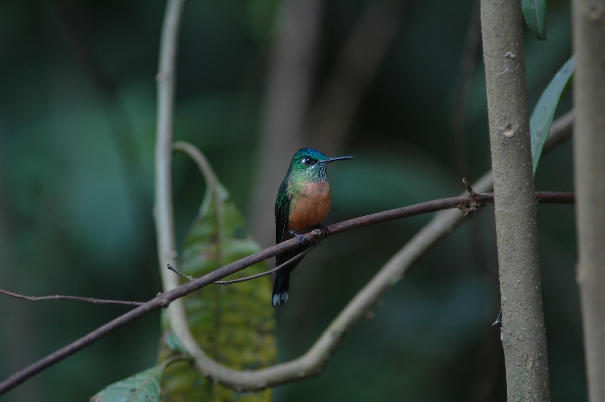 Long-tailed Sylph - Francisco Sornoza