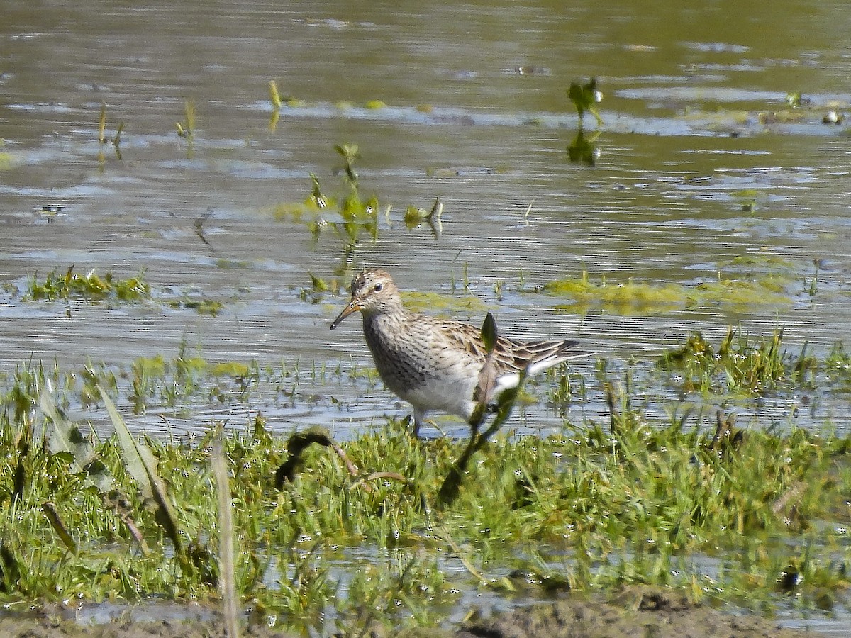 Pectoral Sandpiper - Kate Jackman