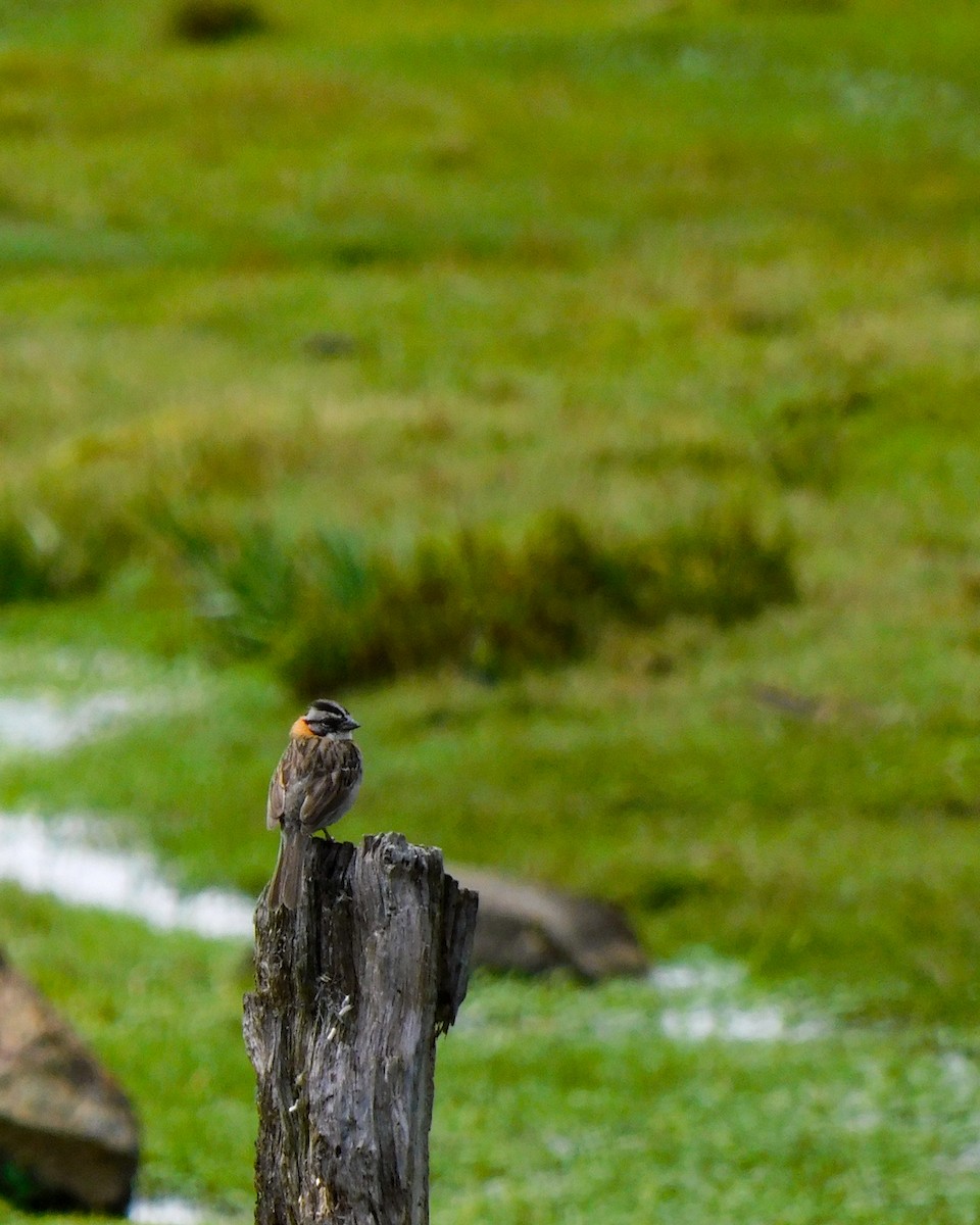 Rufous-collared Sparrow - Fredy Acosta Diaz