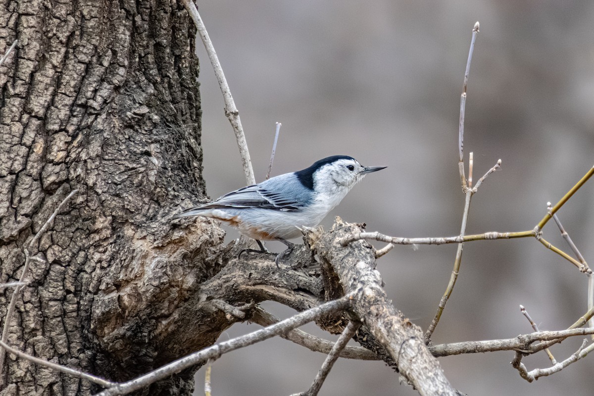 White-breasted Nuthatch - ML618109854