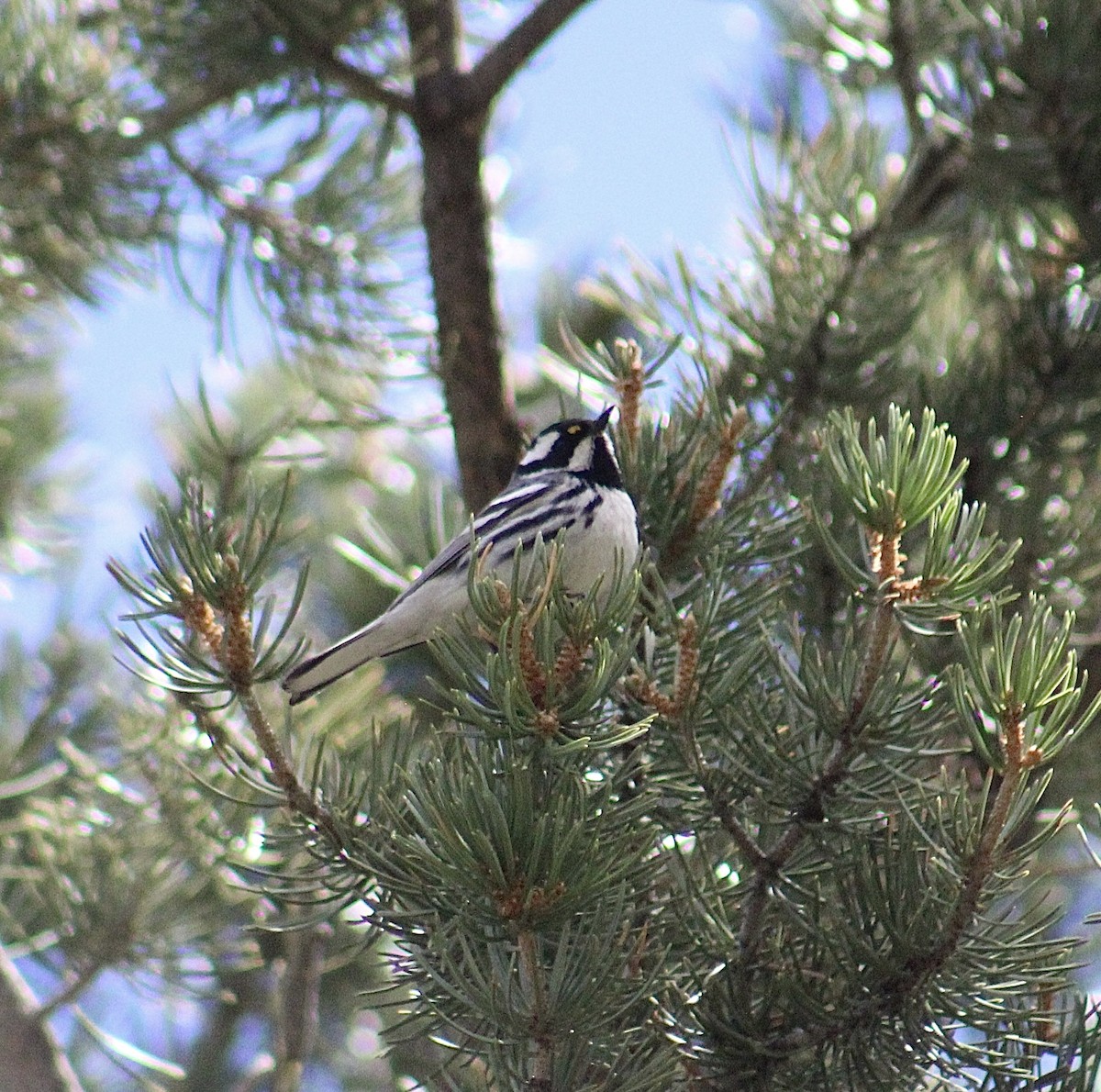 Black-throated Gray Warbler - ML618109857