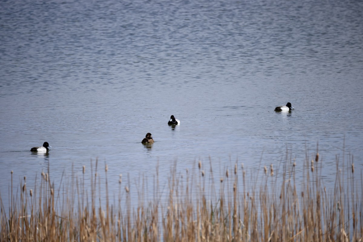 Lesser Scaup - Thomas Kleespies