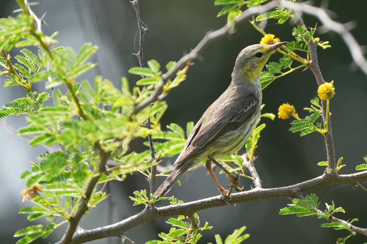 Cape May Warbler - ML618109872