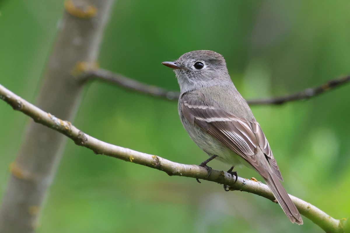 Hammond's Flycatcher - Jen Sanford