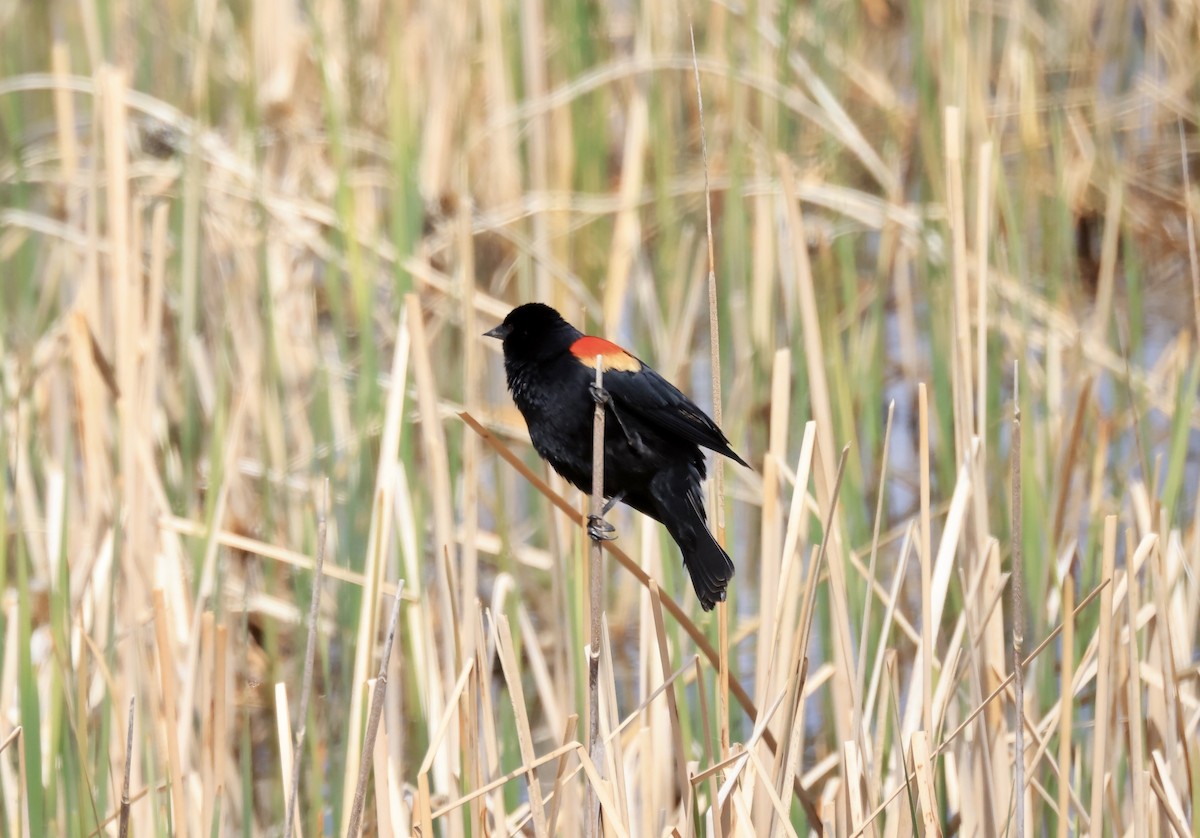 Red-winged Blackbird - ML618109908