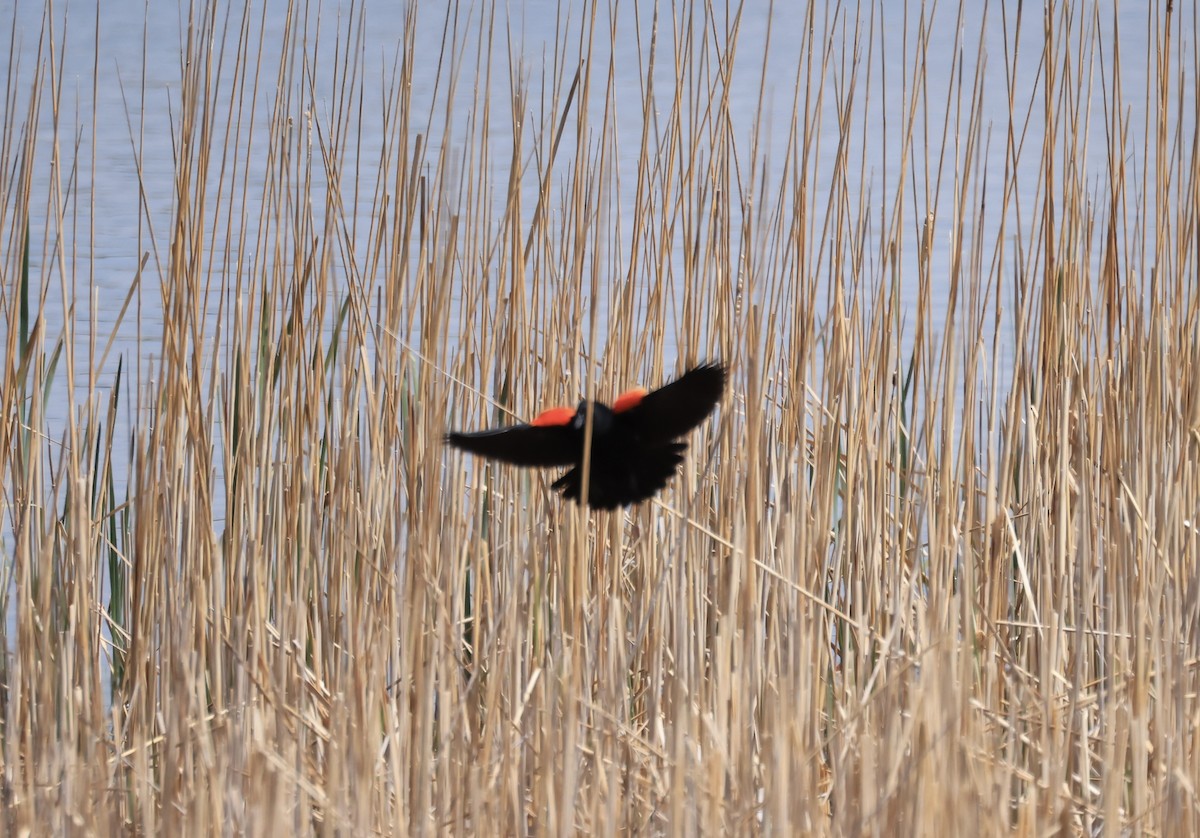 Red-winged Blackbird - ML618109909