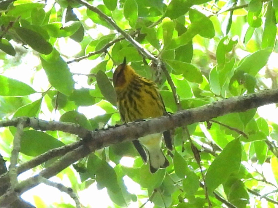 Cape May Warbler - Kristen Suggs