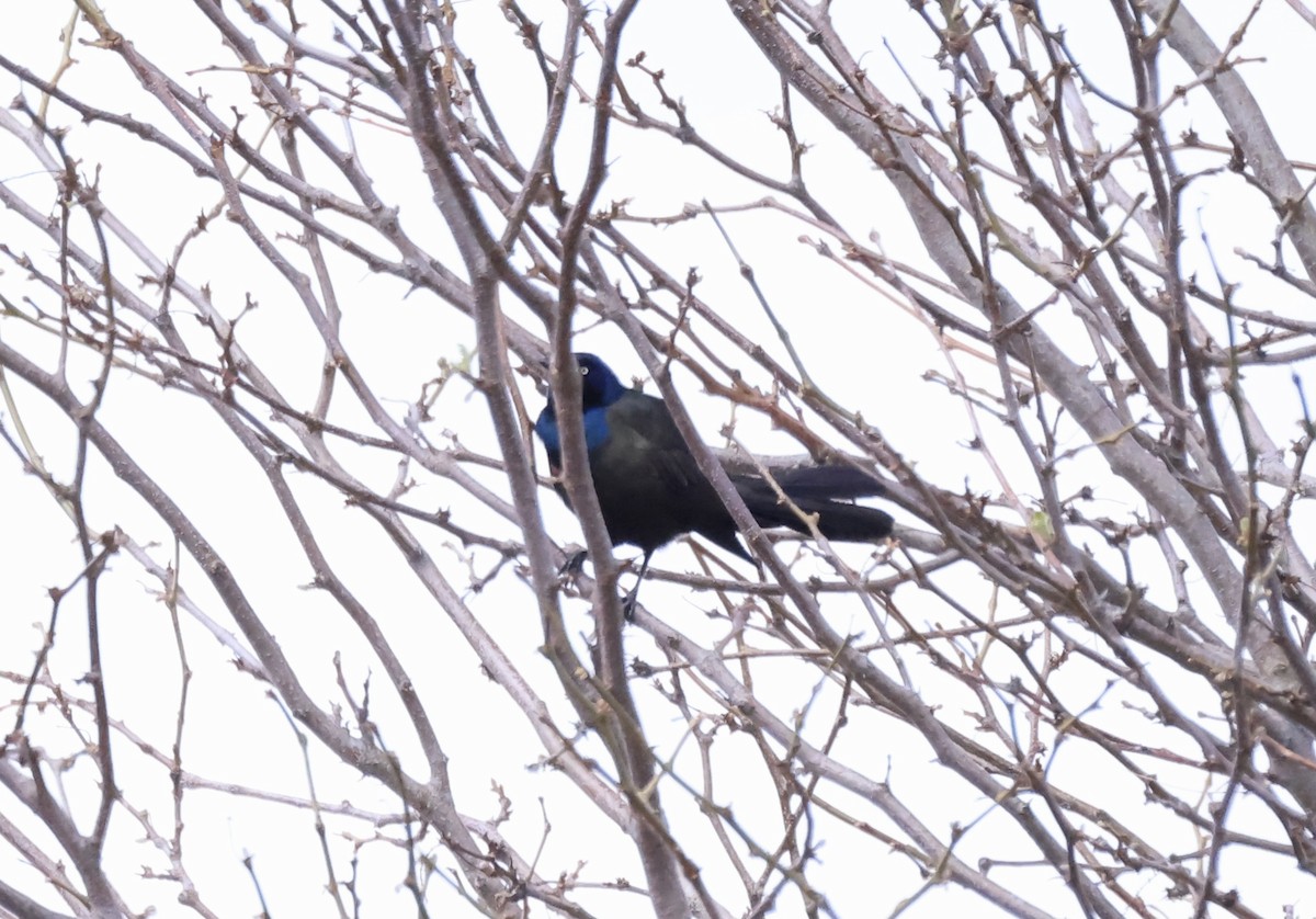 Common Grackle - Thomas Kleespies