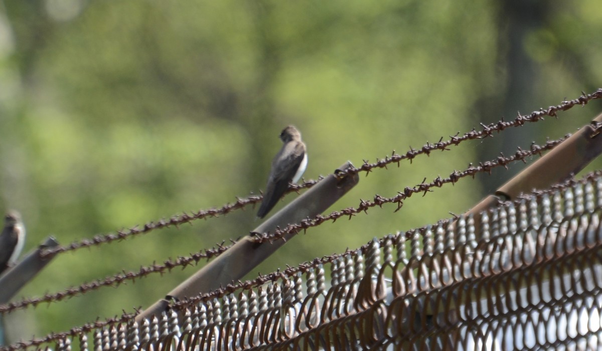 Northern Rough-winged Swallow - Paul Krauss