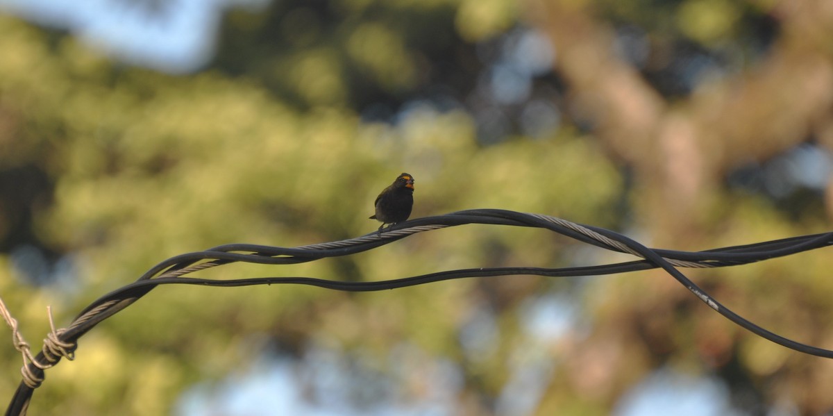 Yellow-faced Grassquit - Michael Rehman