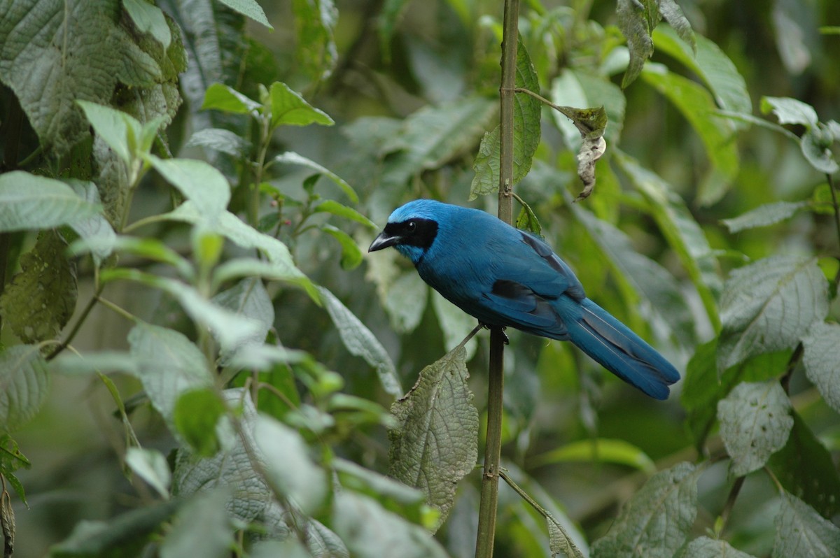 Turquoise Jay - Francisco Sornoza