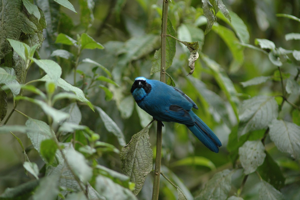 Turquoise Jay - Francisco Sornoza