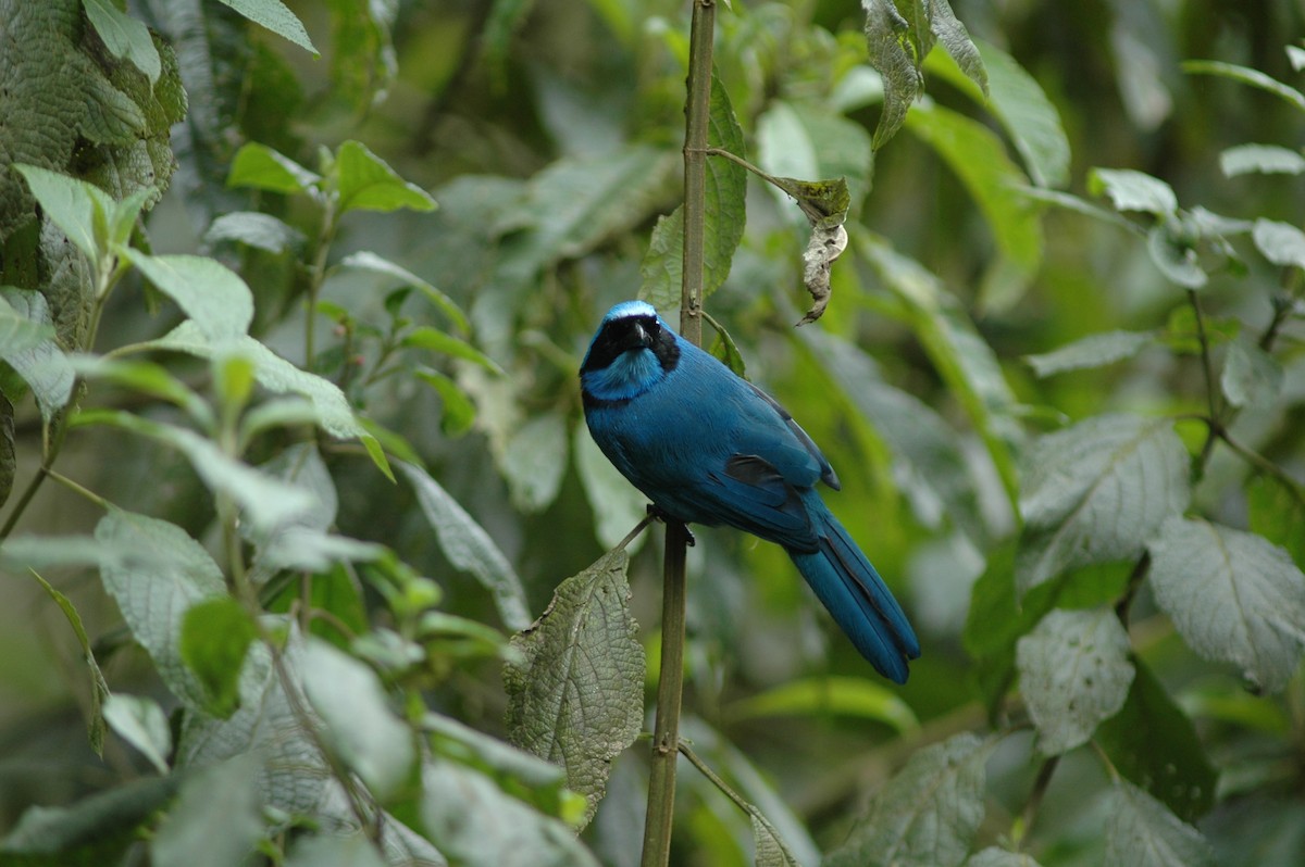 Turquoise Jay - Francisco Sornoza